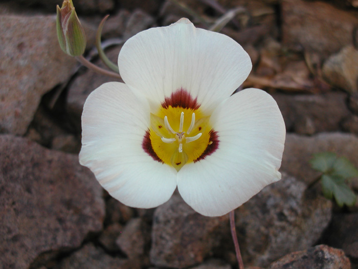 Calochortus leichtlinii Hook. fil. resmi