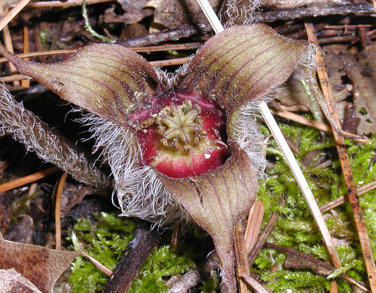 Image de Asarum hartwegii S. Wats.