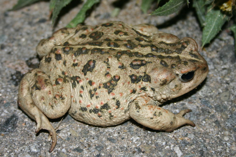 Image of western toad