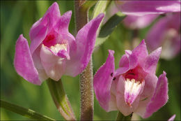 Слика од Cephalanthera rubra (L.) Rich.