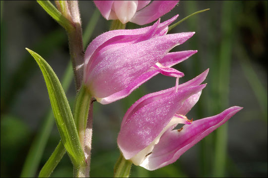 Image of red helleborine