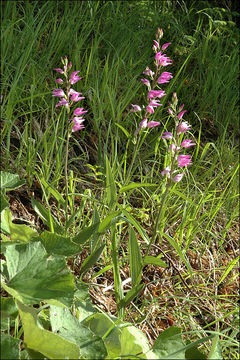 Слика од Cephalanthera rubra (L.) Rich.