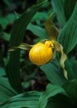 Image of Flat-petal Lady's-slipper Orchid