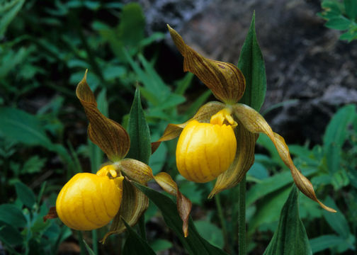 Image de Cypripedium parviflorum var. pubescens (Willd.) O. W. Knight