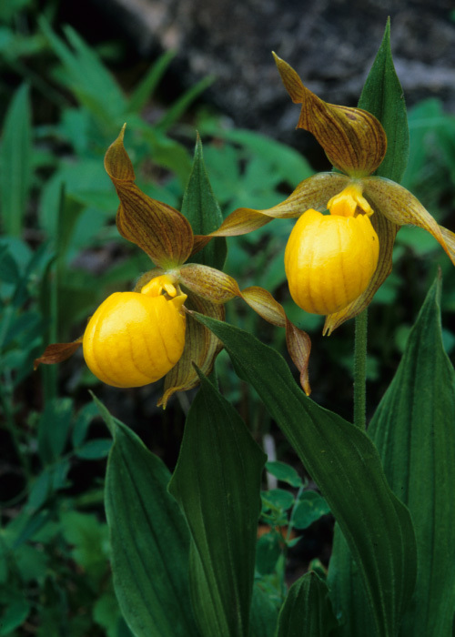 Image of Flat-petal Lady's-slipper Orchid