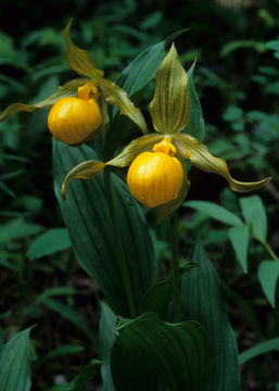 Image de Cypripedium parviflorum var. pubescens (Willd.) O. W. Knight