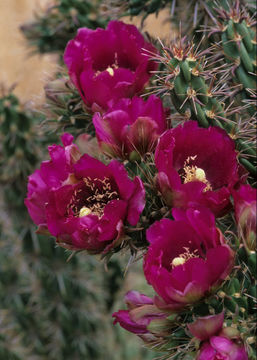 Image of tree cholla