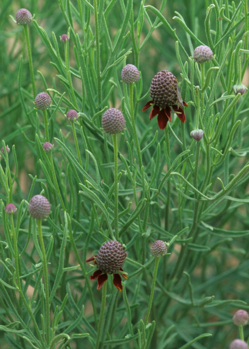 Image of green prairie coneflower