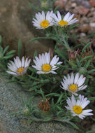 Image of Fendler's Townsend daisy