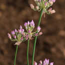 Sivun Allium geyeri S. Watson kuva