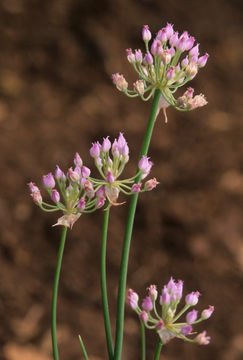 Image of Geyer's onion