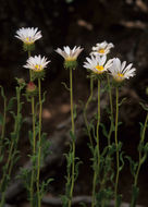 Imagem de Xanthisma blephariphyllum (A. Gray) D. R. Morgan & R. L. Hartman