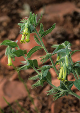 Image of green stoneseed