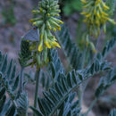 Imagem de Astragalus giganteus S. Wats.