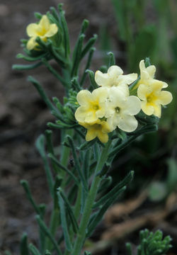 Plancia ëd Lithospermum cobrense Greene