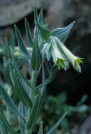 <i>Macromeria viridiflora</i> resmi