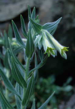 Image of <i>Macromeria viridiflora</i>