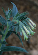 Image of <i>Macromeria viridiflora</i>