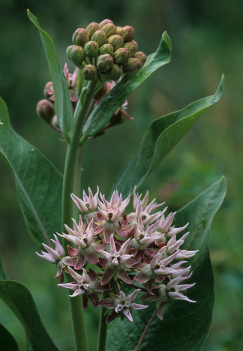 Image of showy milkweed