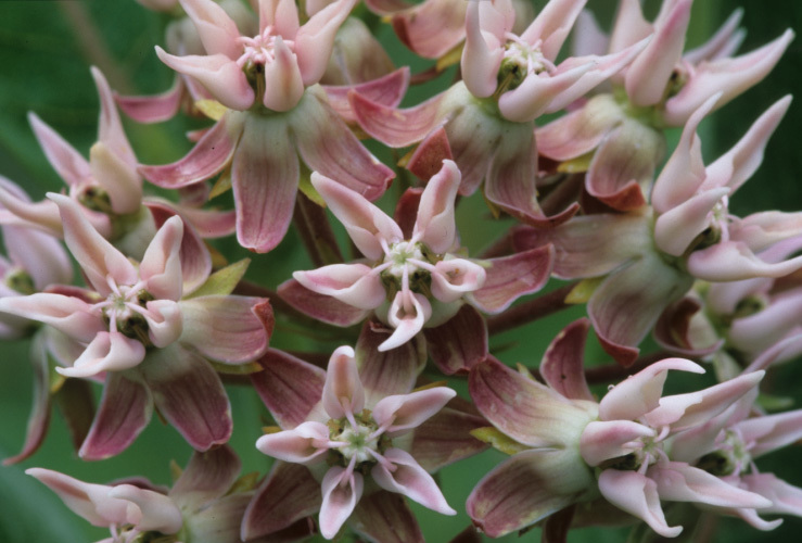 Image of showy milkweed