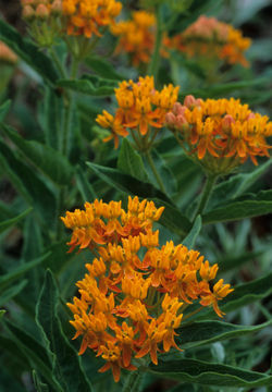 Imagem de <i>Asclepias tuberosa</i> ssp. <i>interior</i>