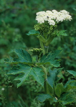 Image of common cowparsnip