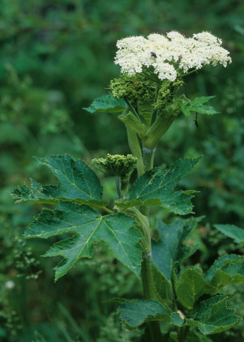 Image of common cowparsnip