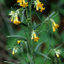 Image of manyflowered stoneseed