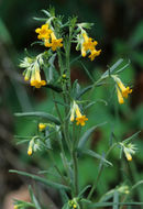 صورة Lithospermum multiflorum S. Wats.