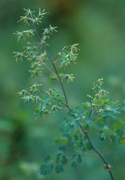 Image of Fendler's meadow-rue