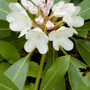 Image of great laurel