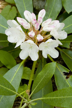 Image de Rhododendron maximum L.