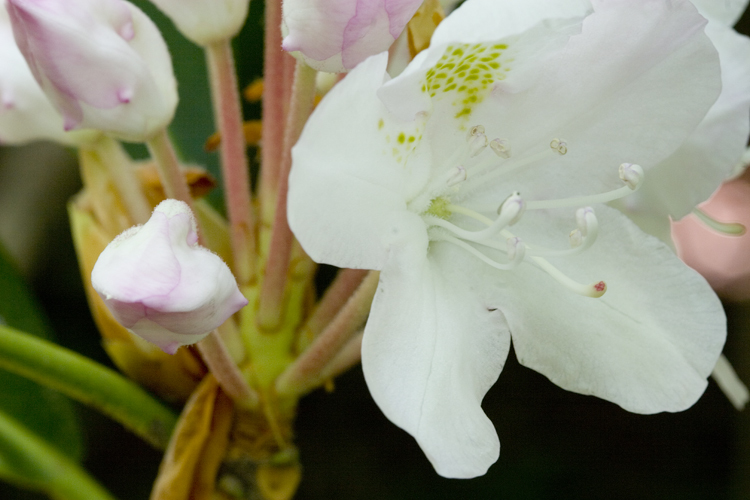 صورة Rhododendron maximum L.