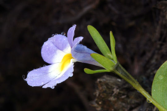 Image de Porterella carnosula (Hook. & Arn.) Torr.