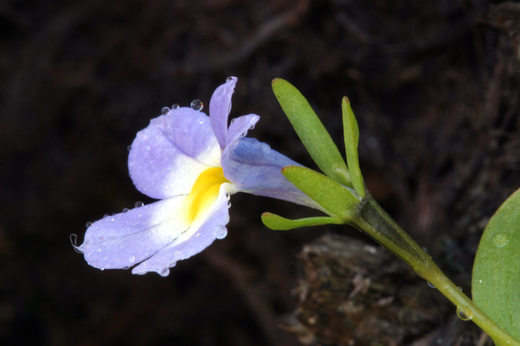 Image of fleshy porterella