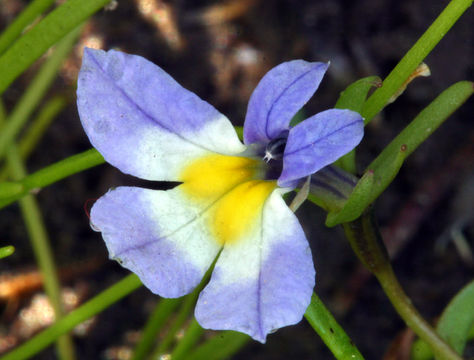 Image of fleshy porterella