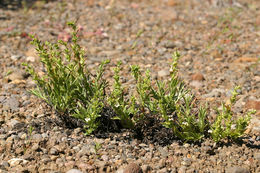 Image of scabland penstemon