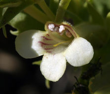 Image of scabland penstemon