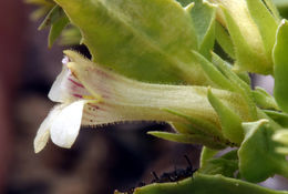 Image of scabland penstemon