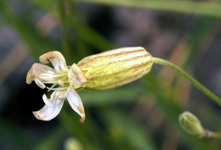 Image of Douglas's catchfly