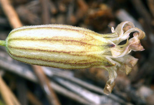 Image of Douglas's catchfly