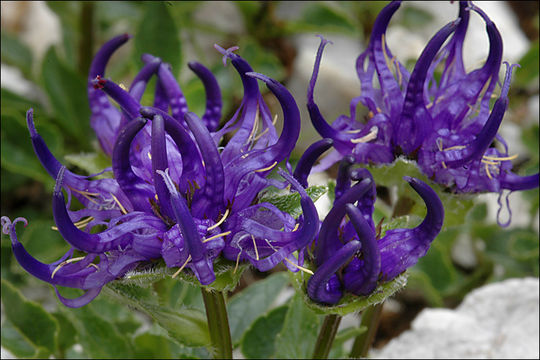 Image of Horned Rampion