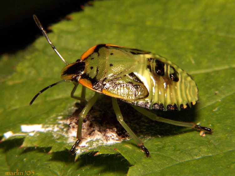 Image of Green stink bug