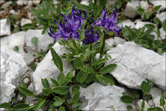 Image of Horned Rampion