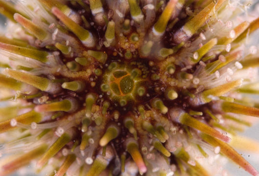 Image of Purple sea urchin