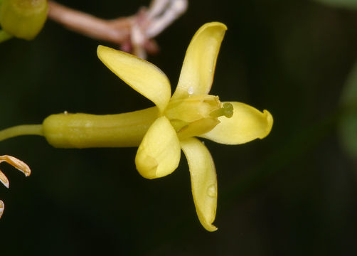 Image of golden currant