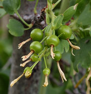 صورة Ribes aureum Pursh