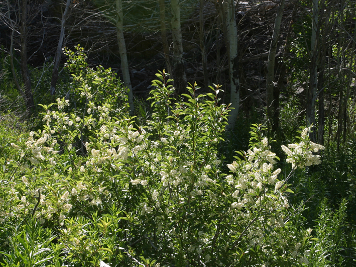 Sivun Prunus virginiana var. demissa (Nutt.) Torr. kuva