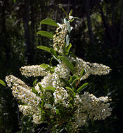 Sivun Prunus virginiana var. demissa (Nutt.) Torr. kuva