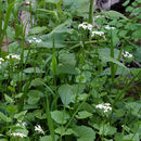 Image of Brewer's bittercress